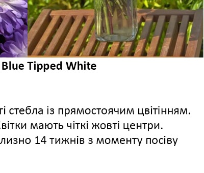 25228 Айстра Мацумото Блакитна з білим Blue Tipped White    