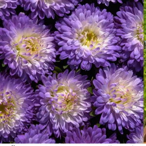  Айстра Мацумото Блакитна з білим Blue Tipped White    