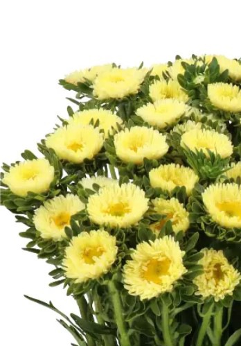 25232 Айстра Мацумото Жовта Yellow  