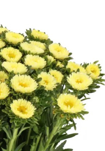 25232 Айстра Мацумото Жовта Yellow  
