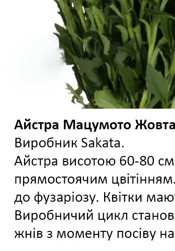 25232 Айстра Мацумото Жовта Yellow  
