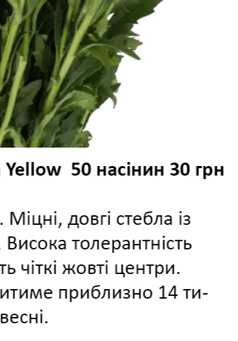 25232 Айстра Мацумото Жовта Yellow  