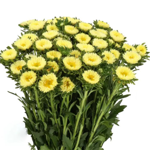  Айстра Мацумото Жовта Yellow  