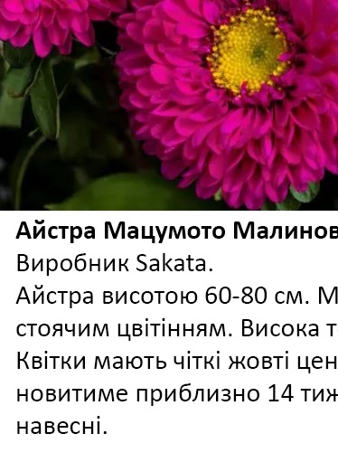 25230 Айстра Мацумото Малинова Rose 