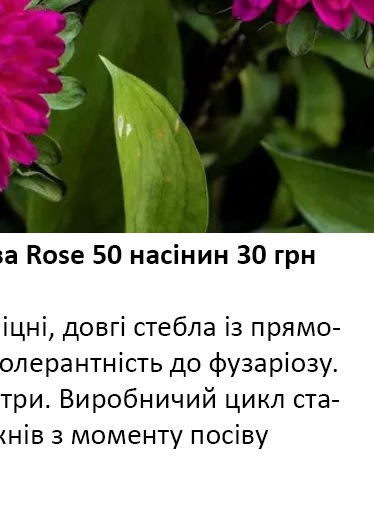 25230 Айстра Мацумото Малинова Rose 