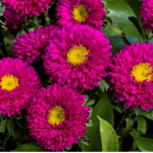  Айстра Мацумото Малинова Rose 