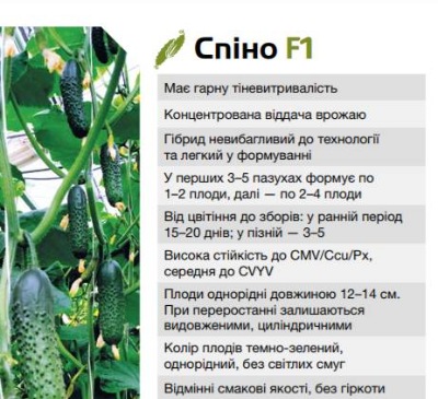 25082 Огірок Спіно F1 