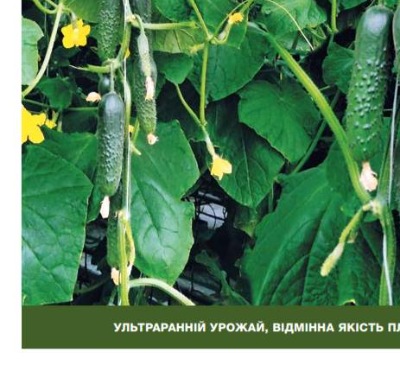 25082 Огірок Спіно F1 