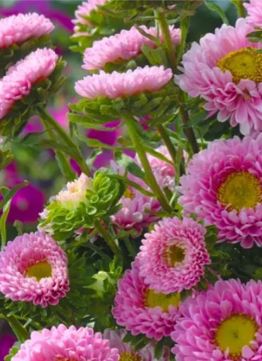 25234 Айстра Мацумото Рожева Pink 