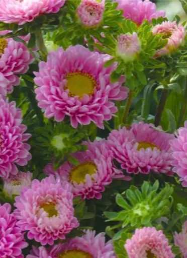 25234 Айстра Мацумото Рожева Pink 