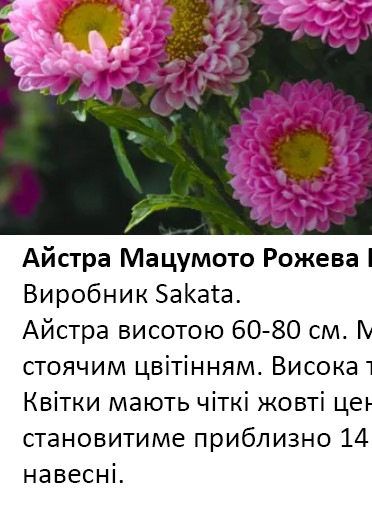 25234 Айстра Мацумото Рожева Pink 