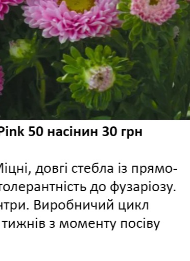 25234 Айстра Мацумото Рожева Pink 