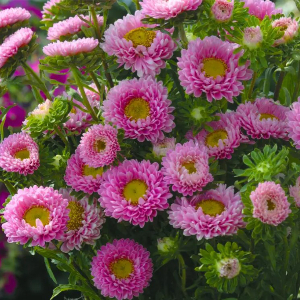  Айстра Мацумото Рожева Pink 