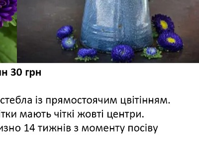 25236 Айстра Мацумото Синя Blue 