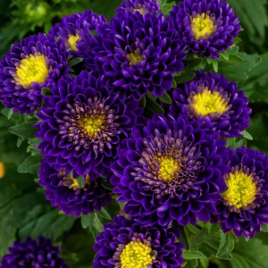  Айстра Мацумото Синя Blue 