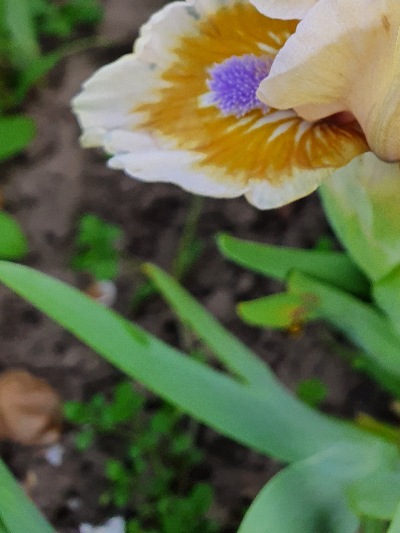 543 Жовта Ріка