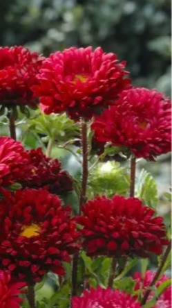25235 Айстра Мацумото Червона Red  