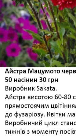 25235 Айстра Мацумото Червона Red  