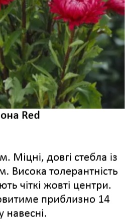 25235 Айстра Мацумото Червона Red  