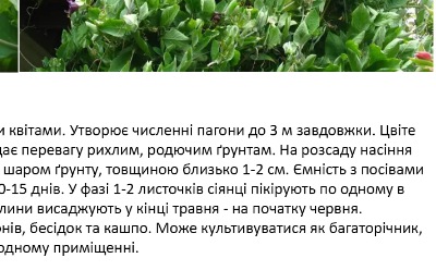 25219 Кобея Кафедральні дзвони 
