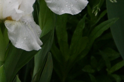 93 Дарунок