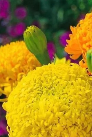 25226 Чорнобривці Фантастік суміш 