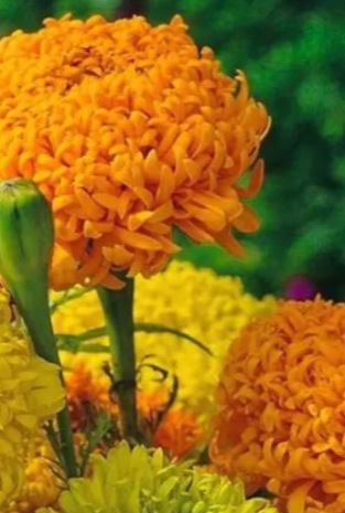 25226 Чорнобривці Фантастік суміш 