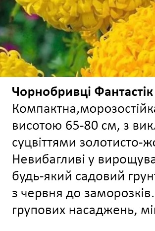 25226 Чорнобривці Фантастік суміш 