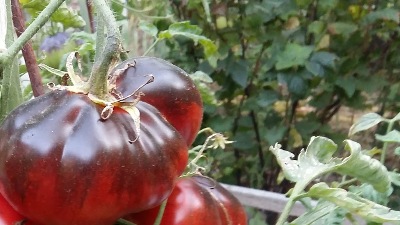 1186 Синя груша