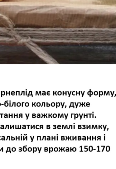 25240 Пастернак Камо 