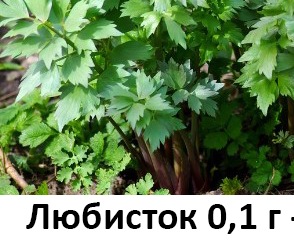 25169 Любисток 