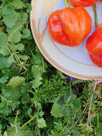 25213 Ugandan Red Habanero (гіркий)