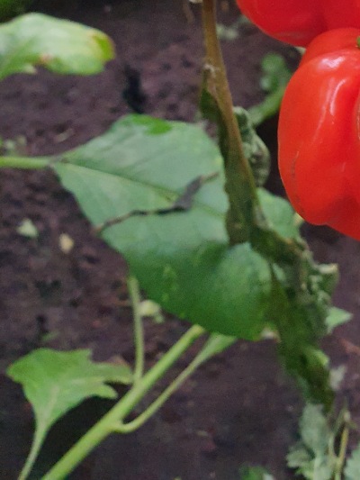 25213 Ugandan Red Habanero (гіркий)