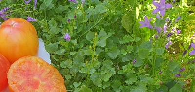 1058 Virginia Sweets (Вірджинія сладості)