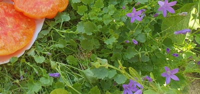 1058 Virginia Sweets (Вірджинія сладості)