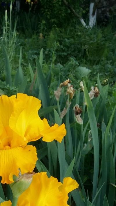 346 Yield
