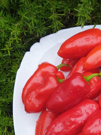 6022 Гамік червоний (солодкий) 