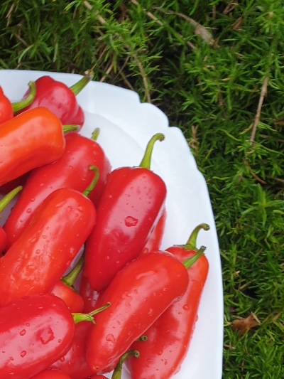 6022 Гамік червоний (солодкий) 