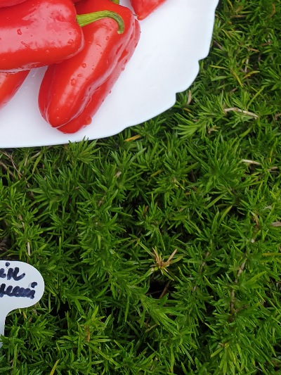 6022 Гамік червоний (солодкий) 