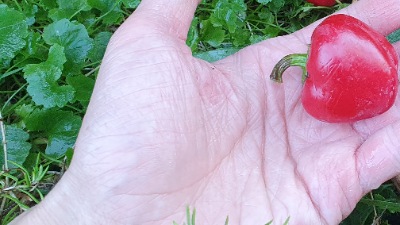 6040 Mini bell red  Міні Бел Червоний(солодкий)
