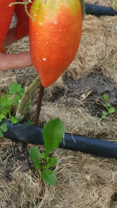 25328 Cornue Andive (Андський Рогатий)
