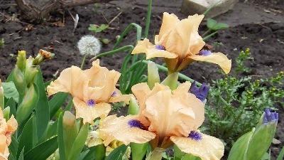 263 Decorum