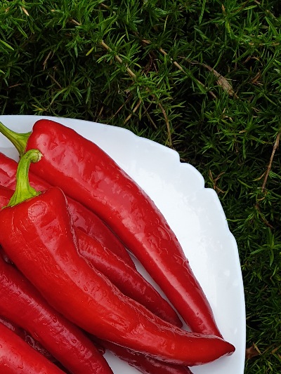 6048 Дунай (солодкий)