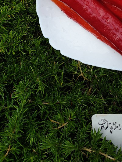 6048 Дунай (солодкий)