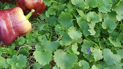 25339 Purple Smudge Gold - Перпл Смадж Голд (солодкий)