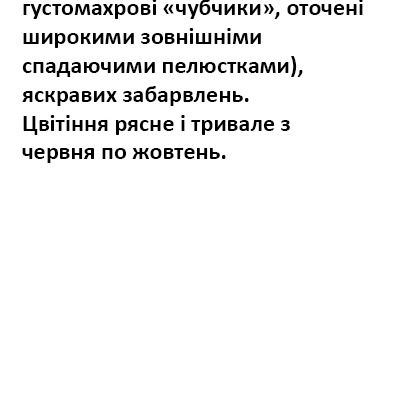 25013 Чорнобривці  Купідон суміш 