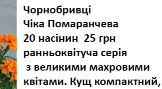 25019 Чорнобривці  Чіка помаранчева 