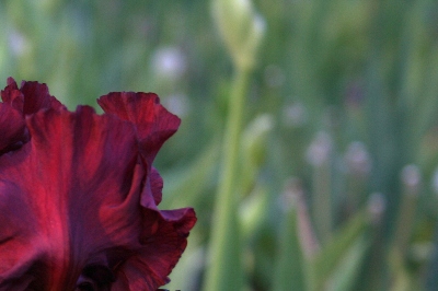 198 Plasma