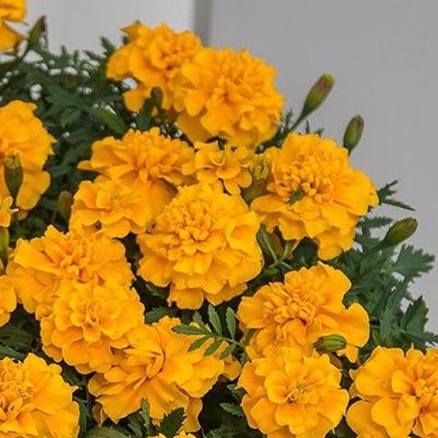 25020 Чорнобривці  Чіка жовта 