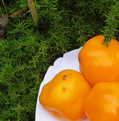 25349 Золота Тамара (солодкий)